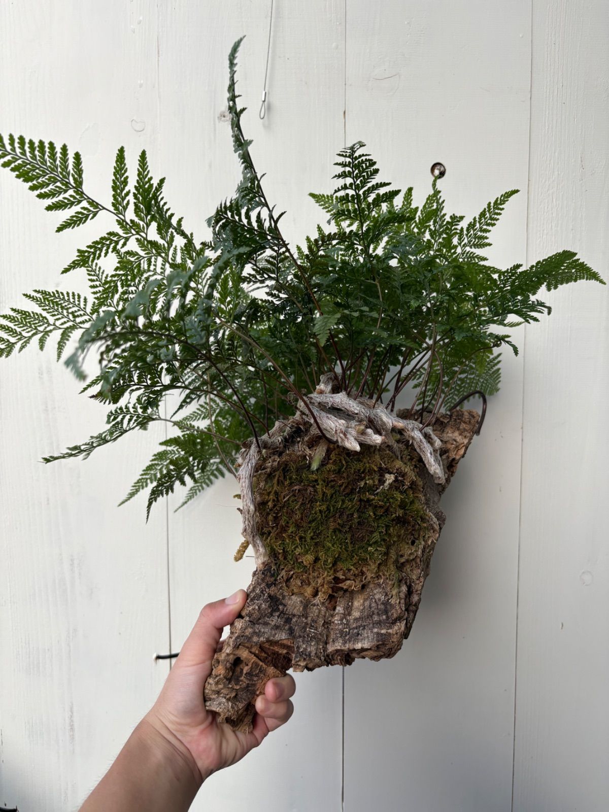 コルク 特大シノブ シダ植物 ハンギングプランツ 観葉植物