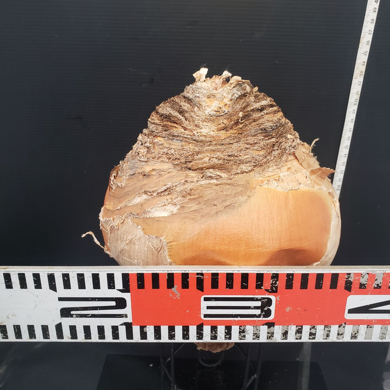 Z403 最新到着 Boophane ハエマンソイデス 現地球 抜き苗 球根植物 ブーファン ハエマンソイデス