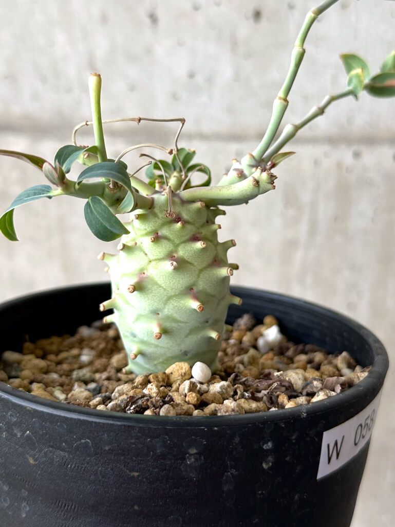 D437【自社養生株】ユーフォルビア ギラウミニアナ（現地球・発根株