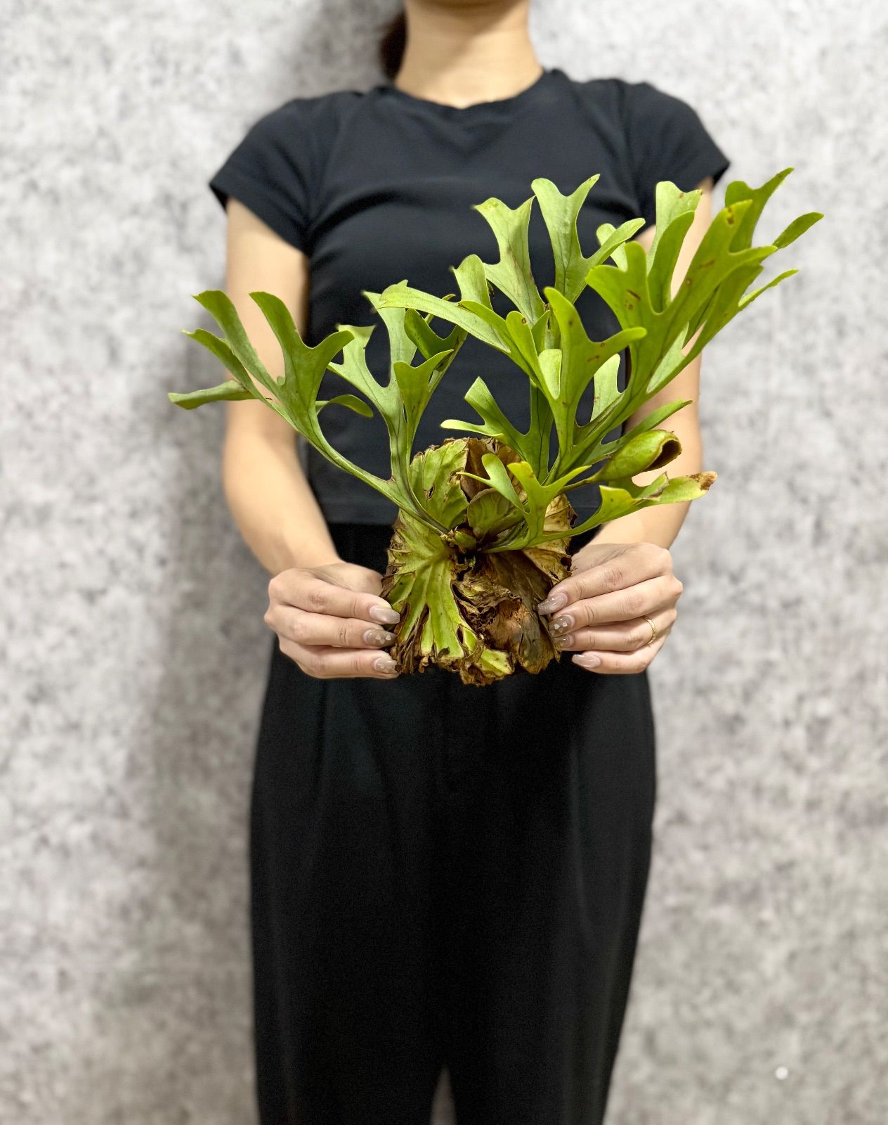 パナソニック エコナビ6ドア555L大型冷蔵庫NR-F568XG-N 福岡県より