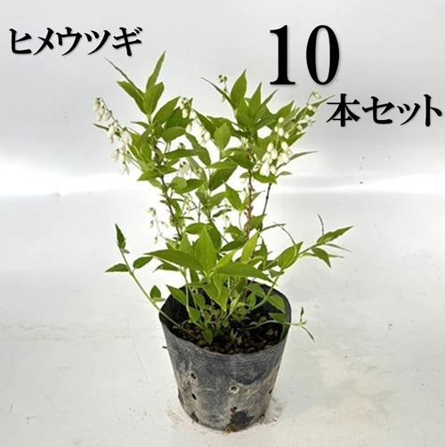 10本セット ヒメウツギ樹高0.3m前後12cmポット