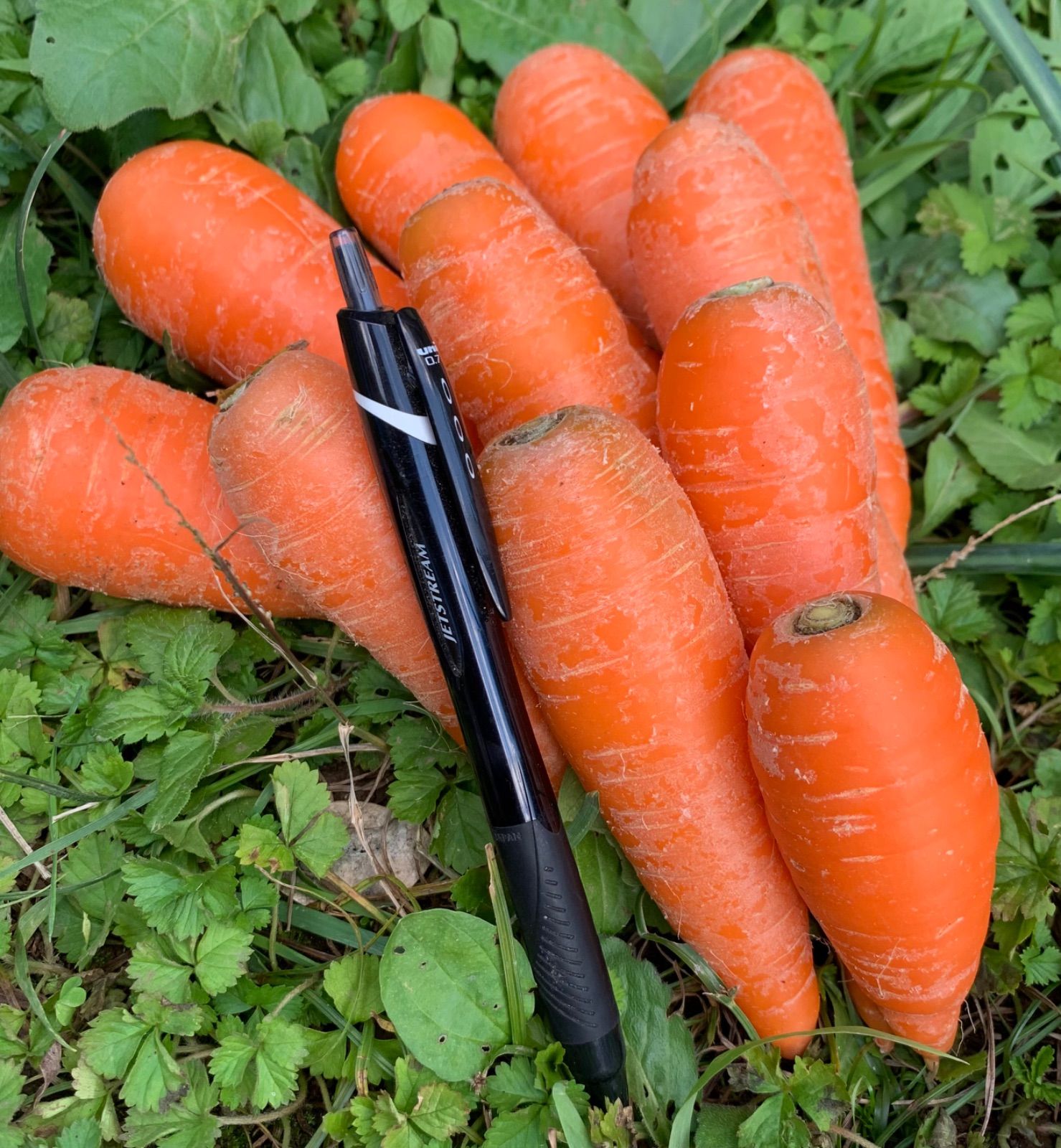 人参 農薬不使用 約1キロ - 野菜