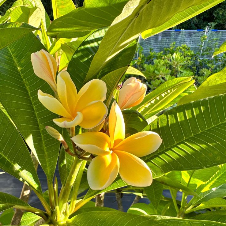 紅*木様 プルメリア苗木　Bali Hai Gold Plumeria Club Japan - プルメリアクラブ - バリ島の街路樹