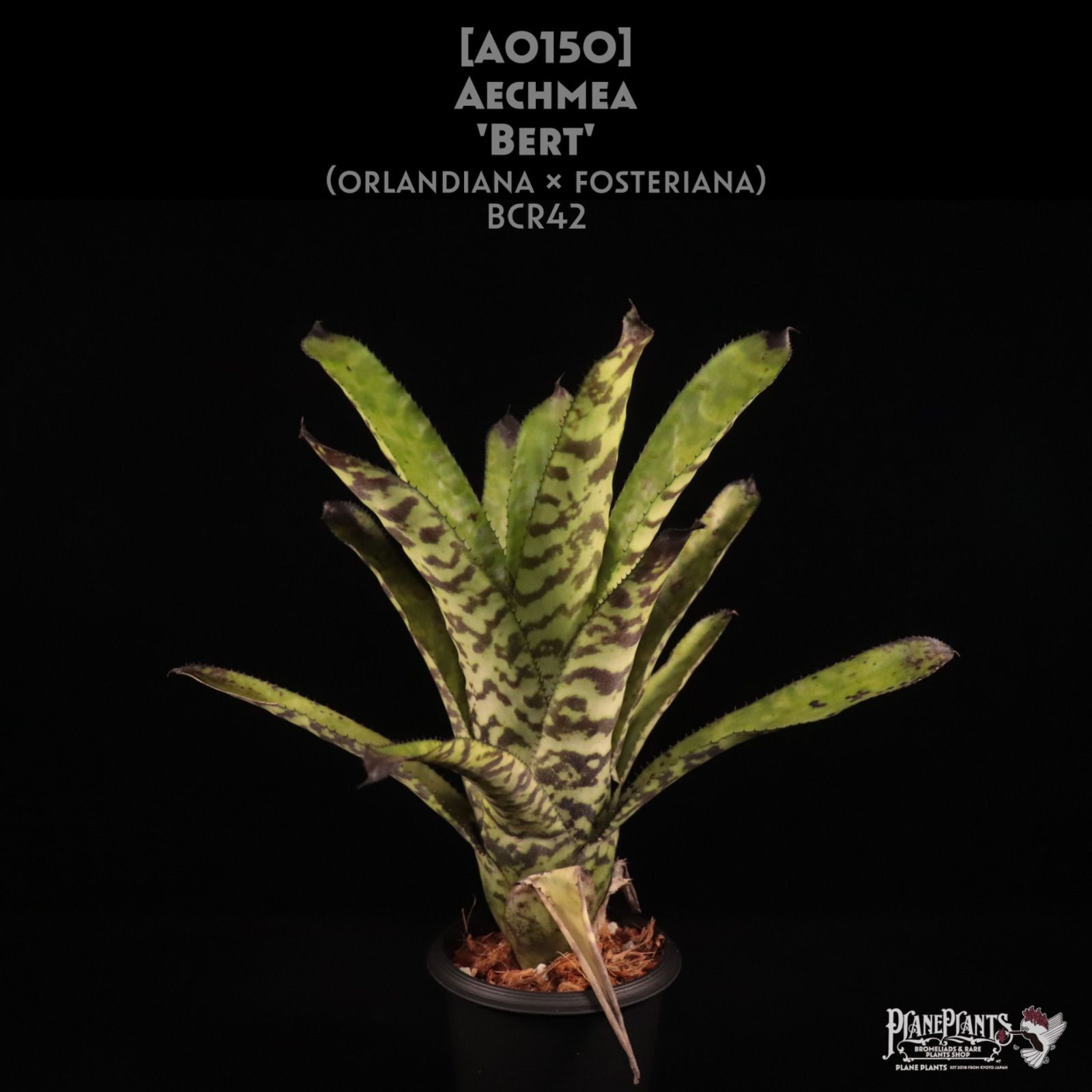 R指定 入門セット 毒廻るTシャツ