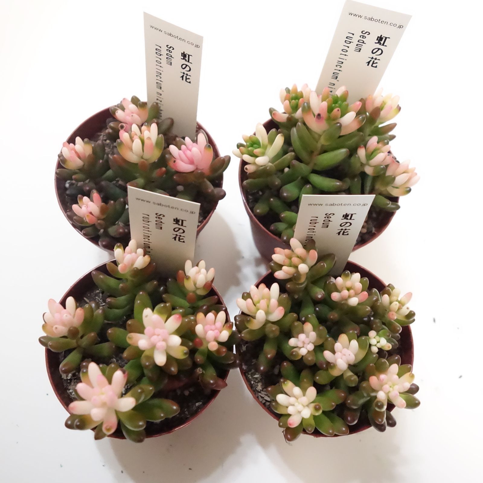 ふぅ様専用【虹の花】多肉植物・カット苗・鉢ごとセット発送♪ (3鉢