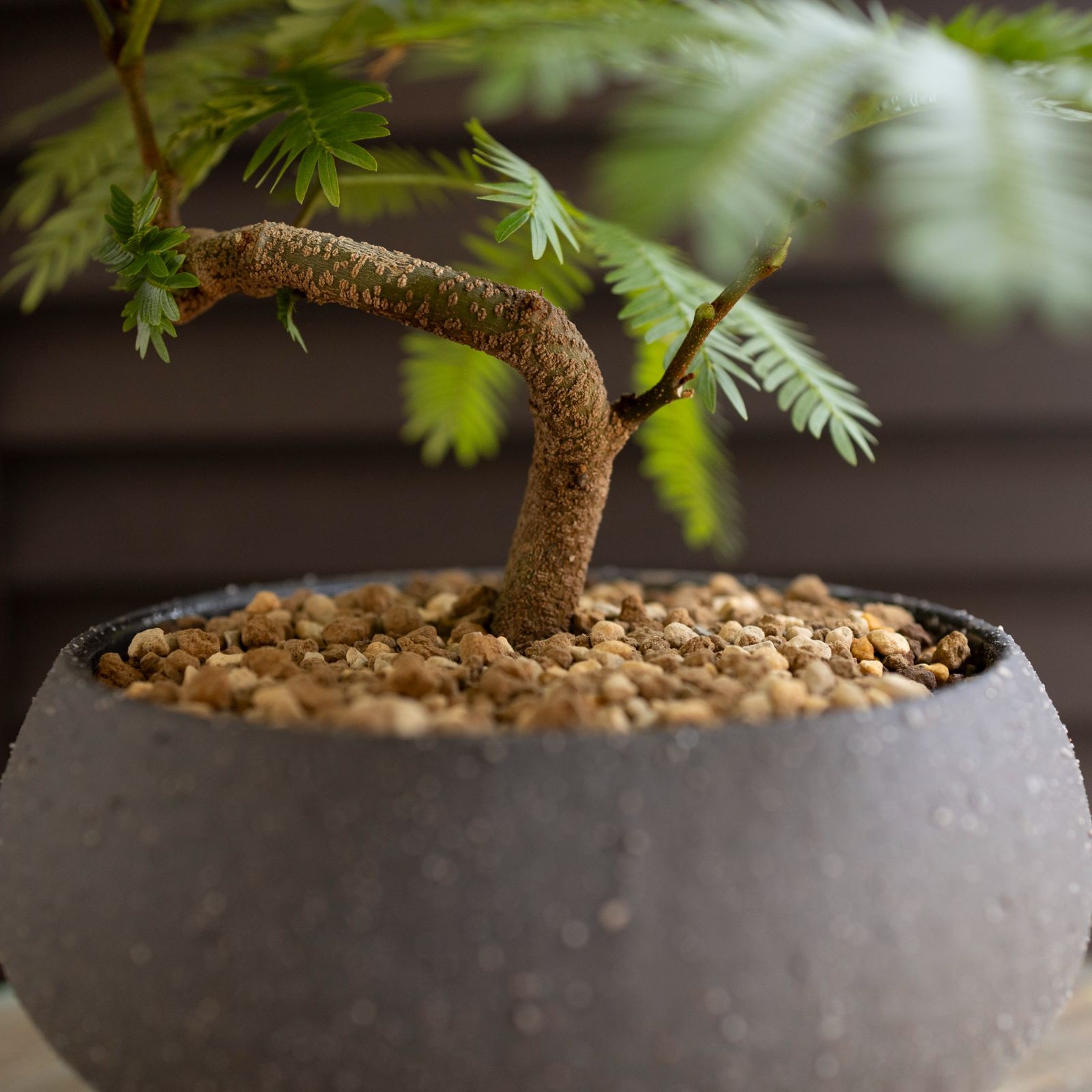 盆栽 エバーフレッシュ 曲がり仕立て 5号陶器鉢 Ever fresh BONSAI