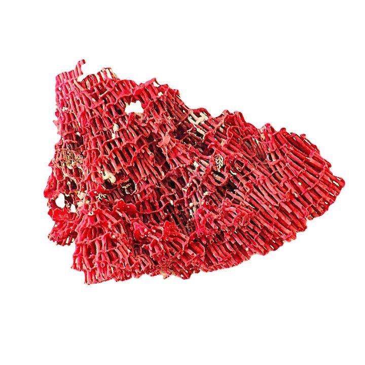 サンゴ礁 珊瑚礁 パイプオルガン珊瑚 珊瑚 サンゴ 赤珊瑚 管珊瑚