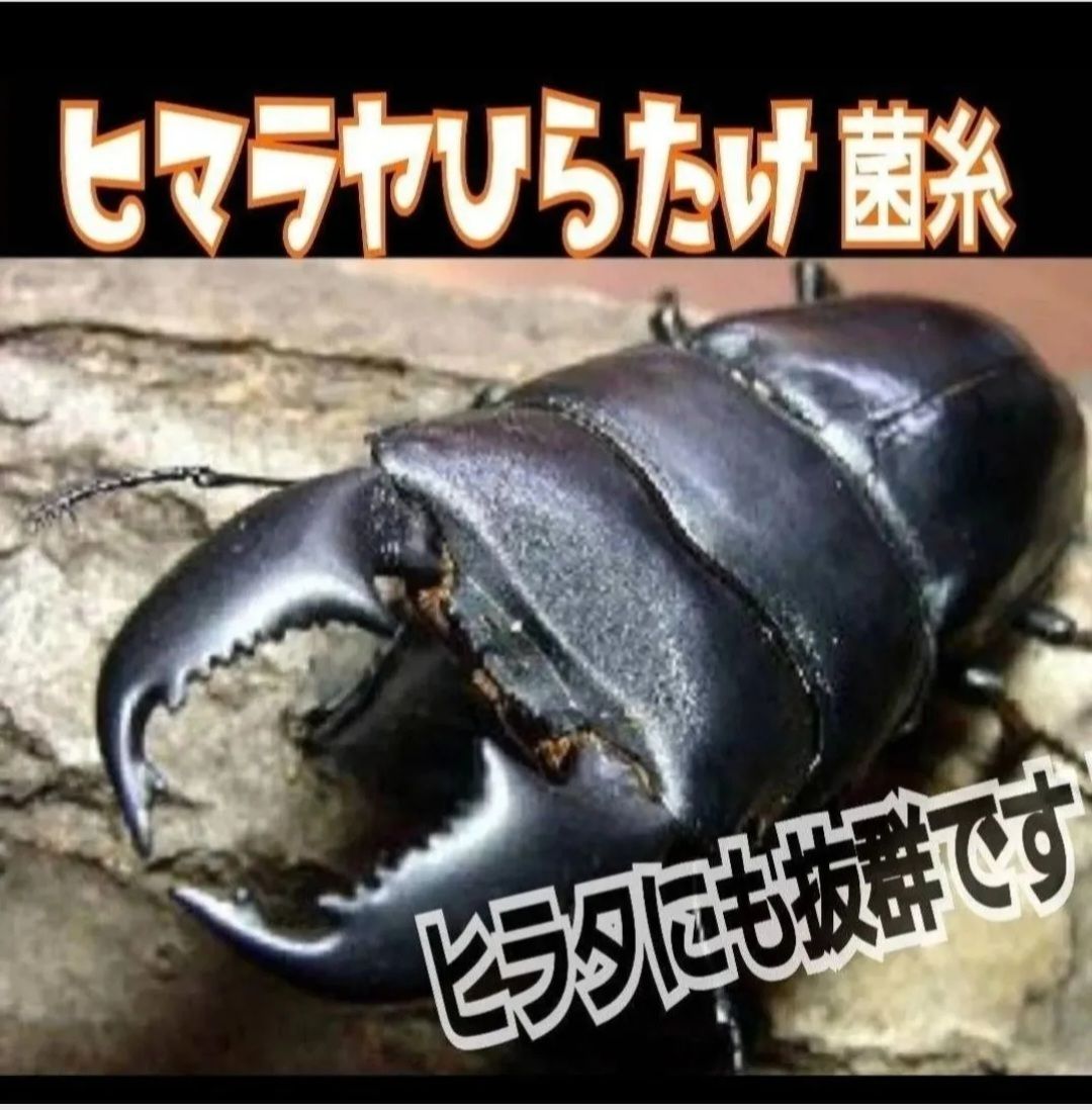 9本セット！ニジイロクワガタに抜群！黒アワビタケ菌糸瓶