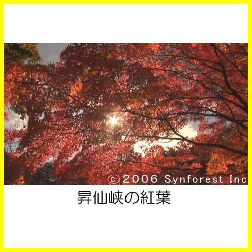 シンフォレストDVD 紅葉 名所絶景を訪ねて/映像遺産・ジャパン