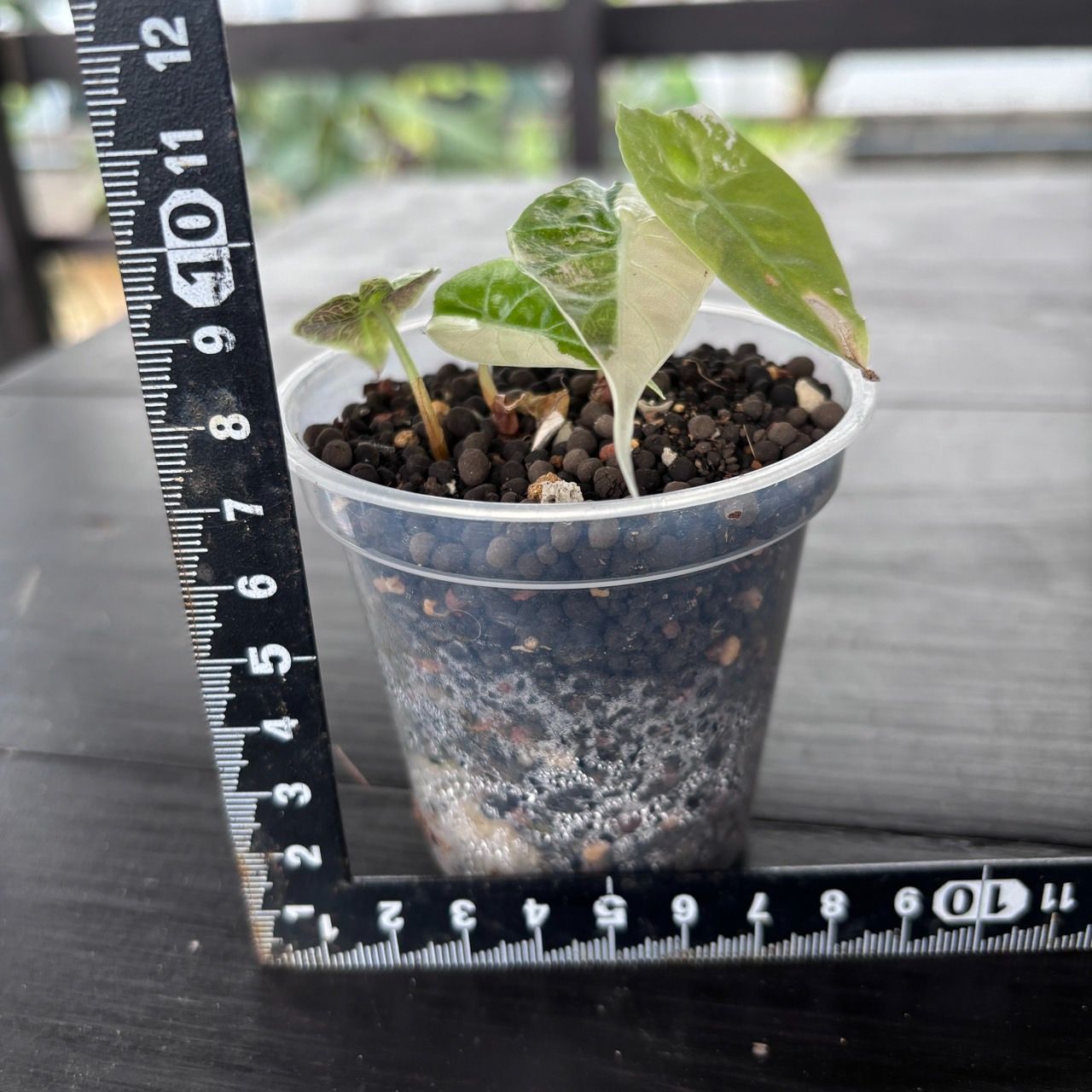 脇芽アリ】アロカシア ワトソニアナ ピンク斑入り Alocasia