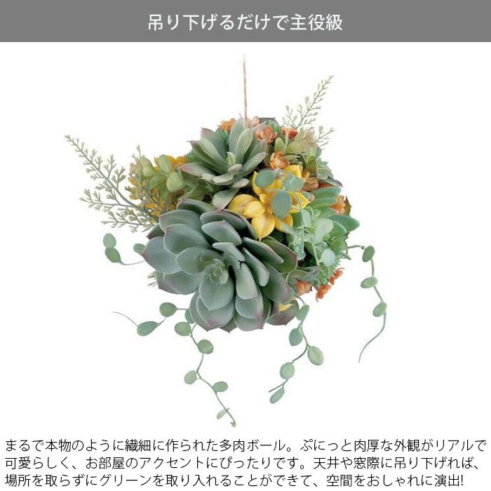 40株の抜き苗セット】ブルードラゴン 多肉植物 佐川急便発送