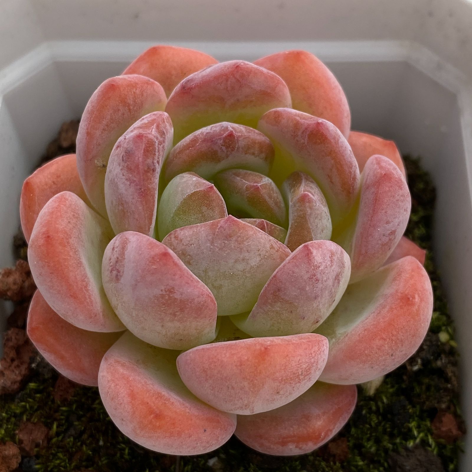 アエオニウム エケベリア