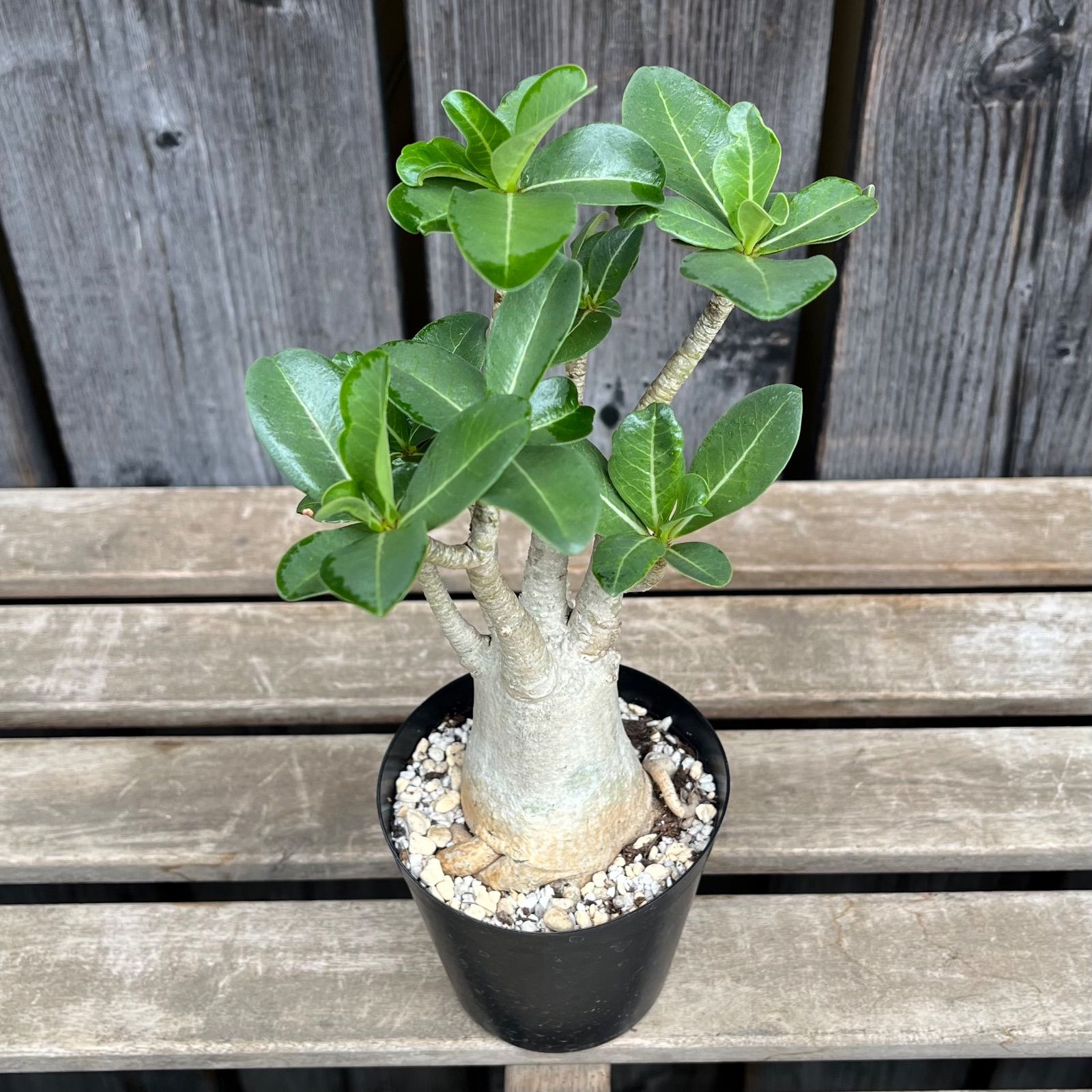 NUMBER(N)INE 2002AW ジョージ期 幾何学柄セーター 極美品