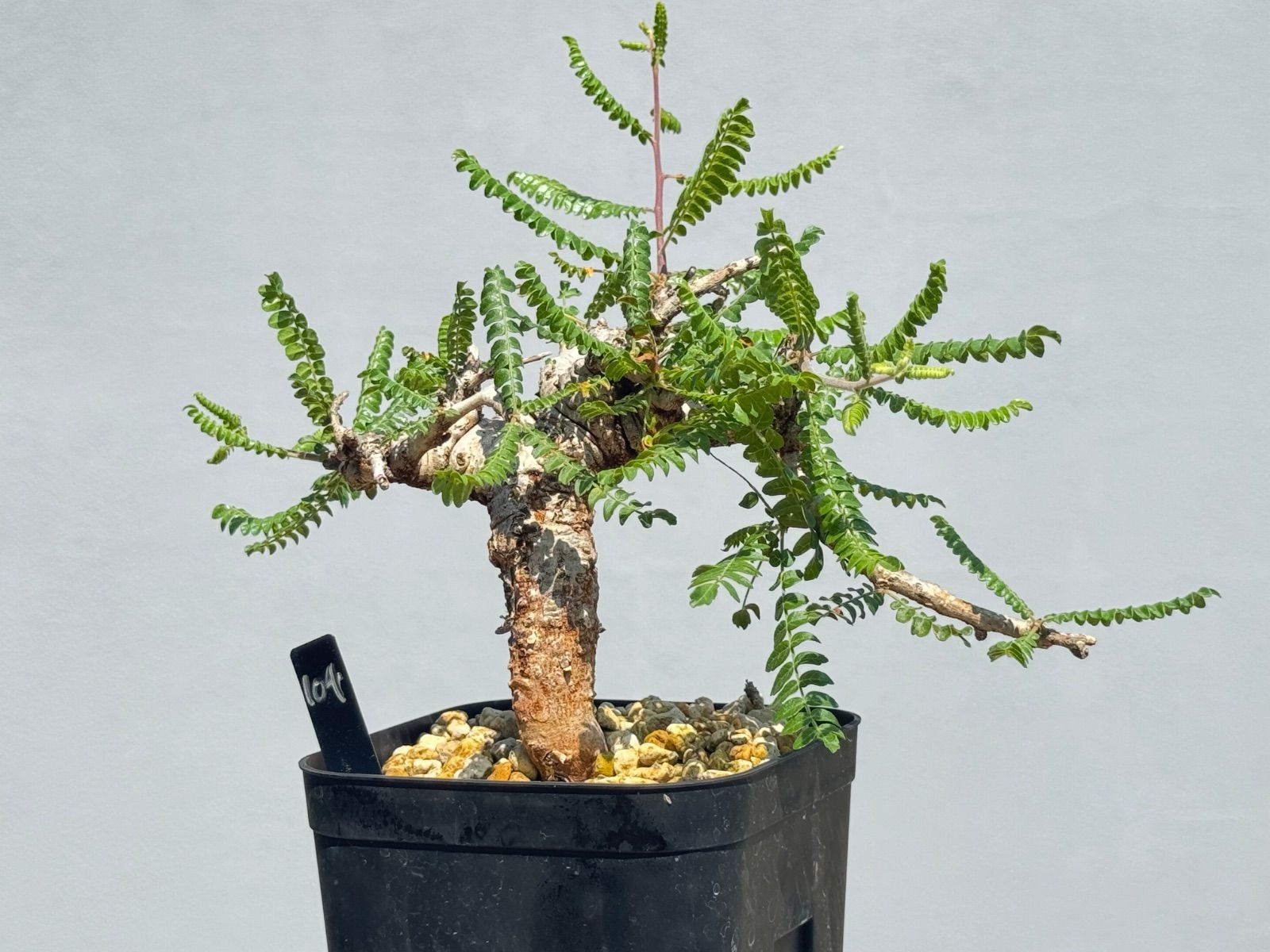 メルカリ便】珍！ホシクサsp.キンバリーナロー 1株 葉多め 直径6.5cm