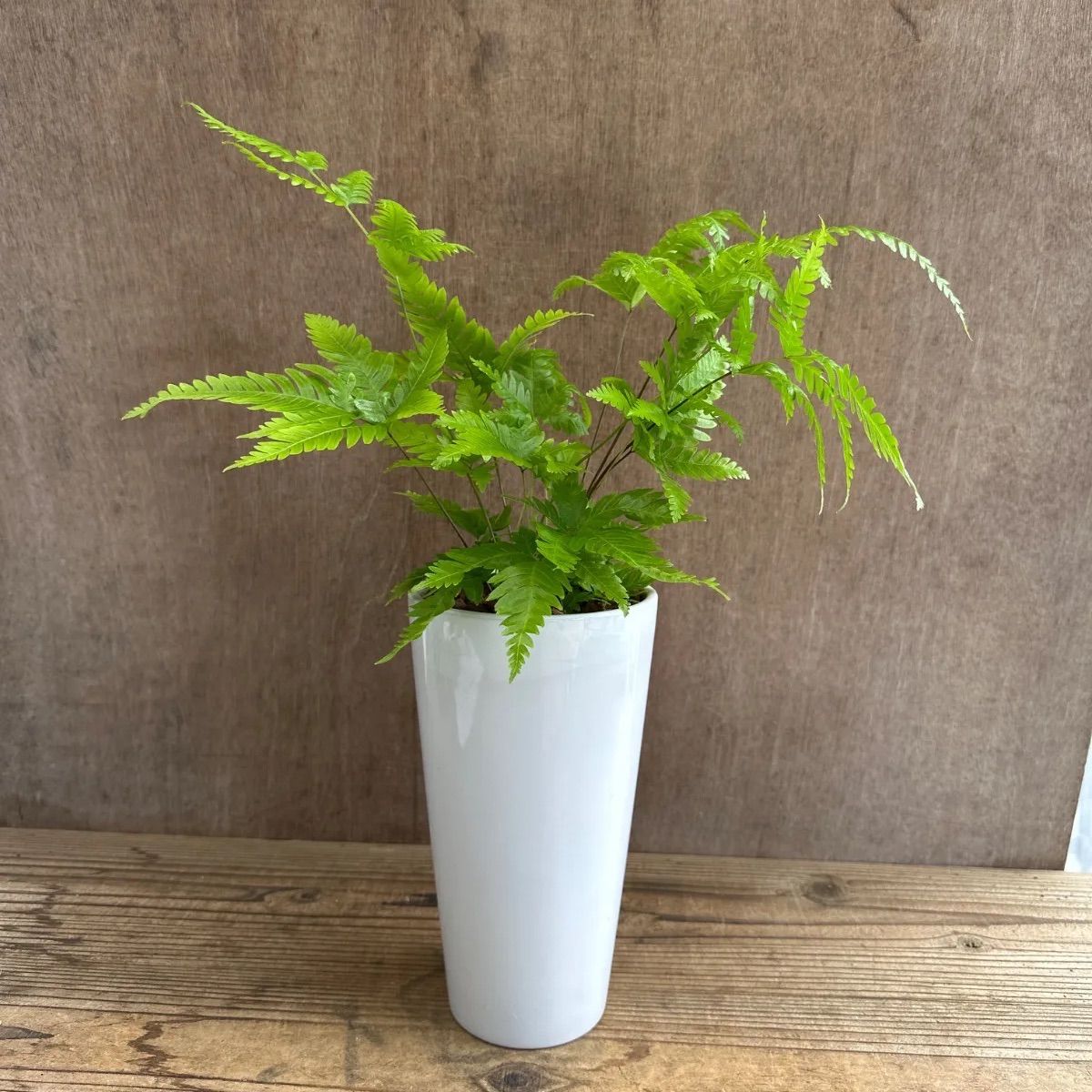 Faurei プテリス フォーレイ 陶器鉢 現品 Pteris faurei イノモトソウ科 プテリス属 シダ植物 シダ 観葉植物 観葉 植物 珍奇植物 ...