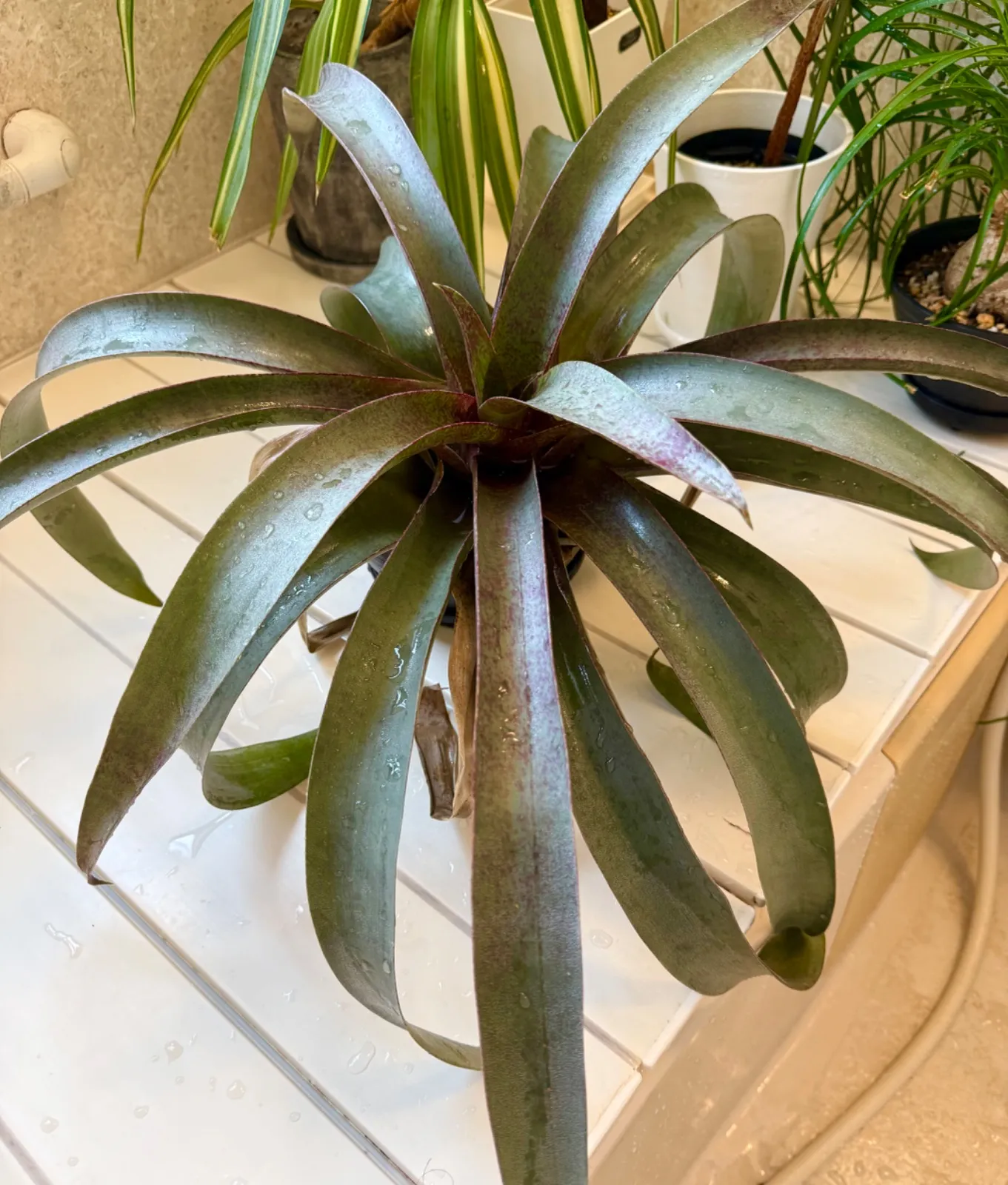 【送料無料】Vriesea 'Swagger'〔フリーセア〕現品発送V133 送料無料】Vriesea 'Swagger'〔フリーセア〕現品発送V133 フリーセア