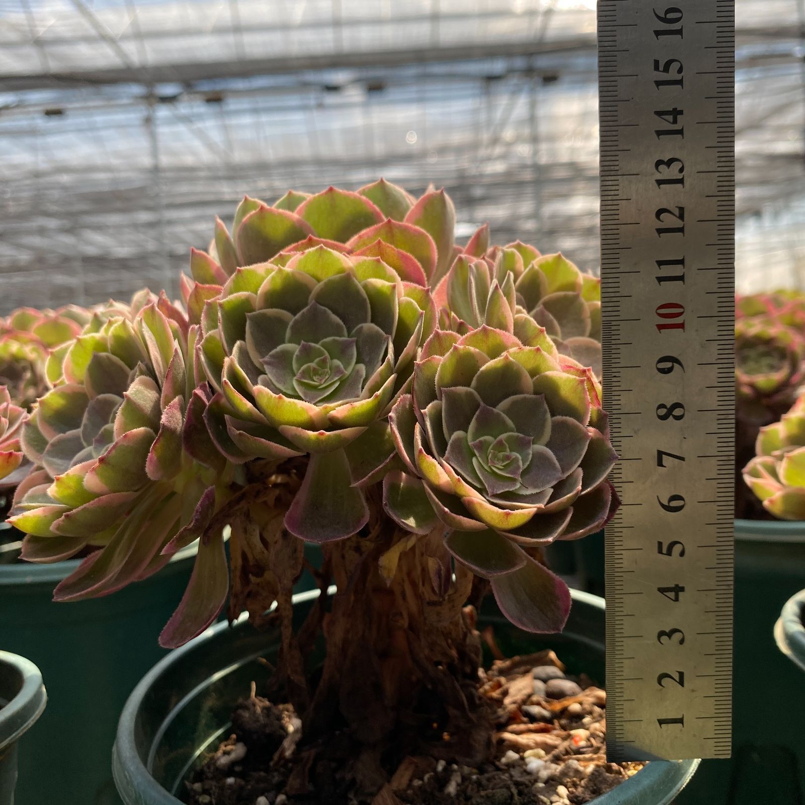 抜き苗 ピンクフラワーデーモン ZM1508×16株 ふっくら 多肉植物