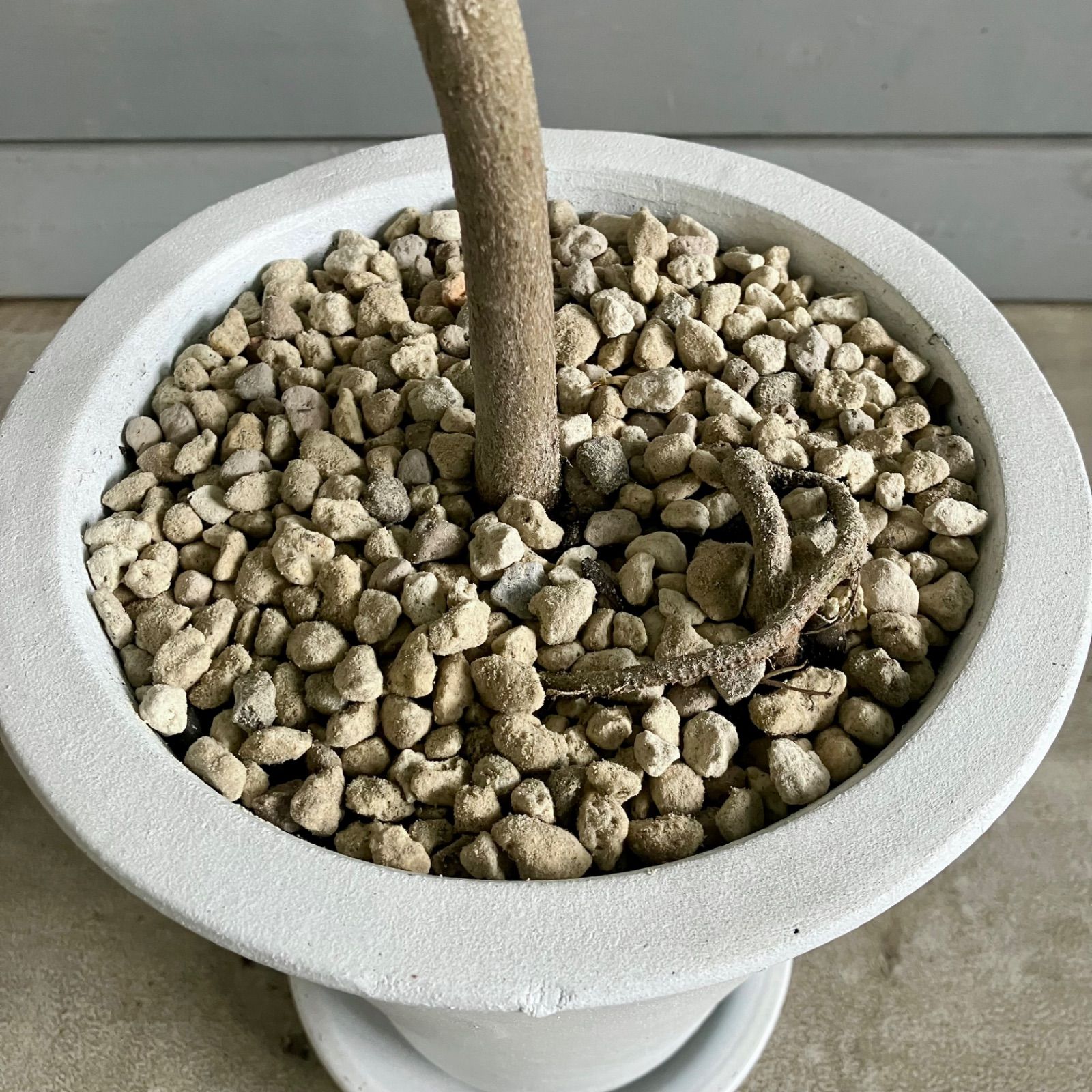 7号 テラコッタ鉢植え