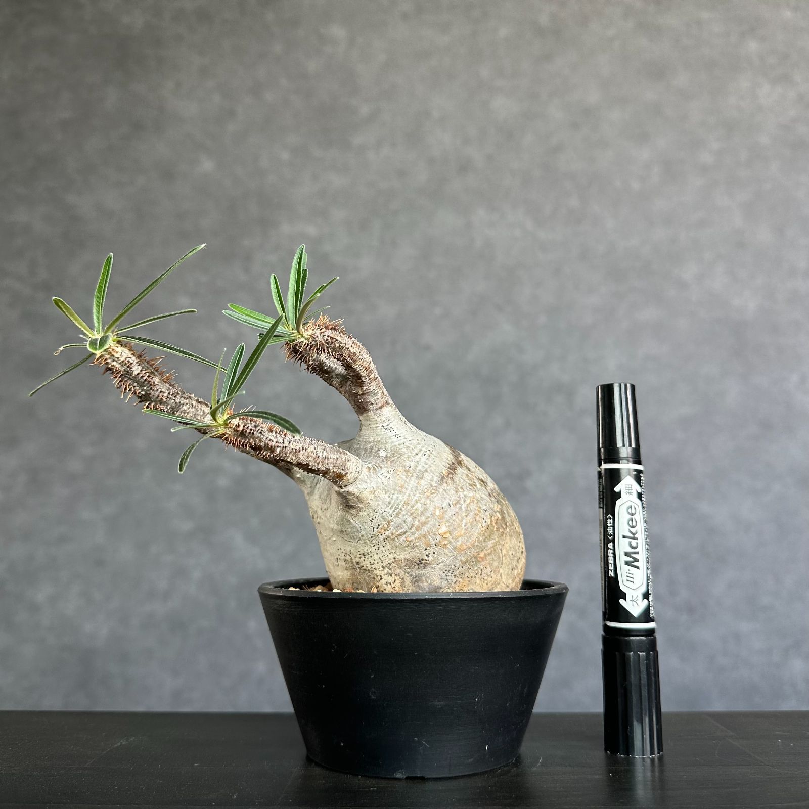 現地球・発根済S】パキポディウム グラキリス 鉢付き 塊根植物