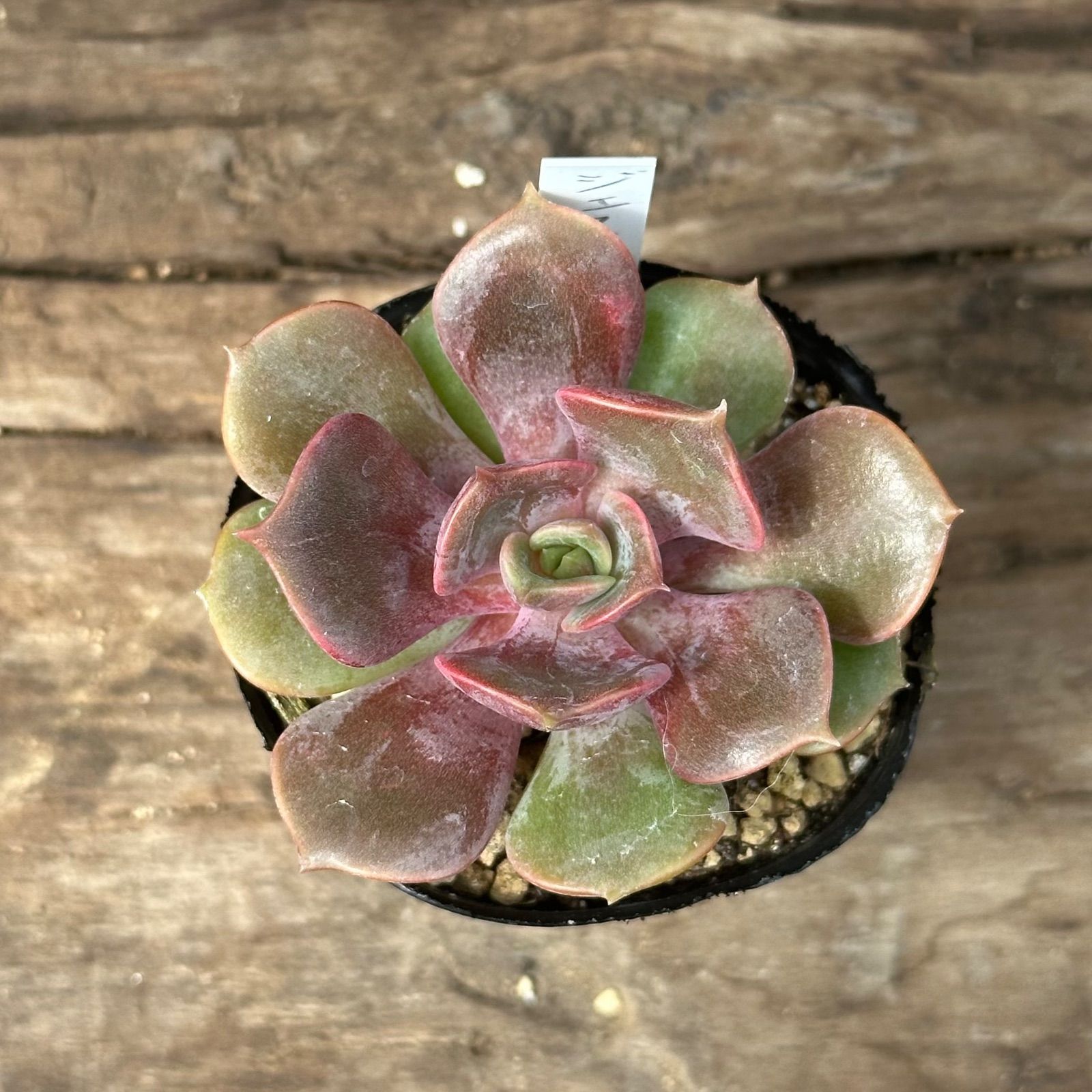 8-4】多肉植物4点セット（現品限り） - メルカリ