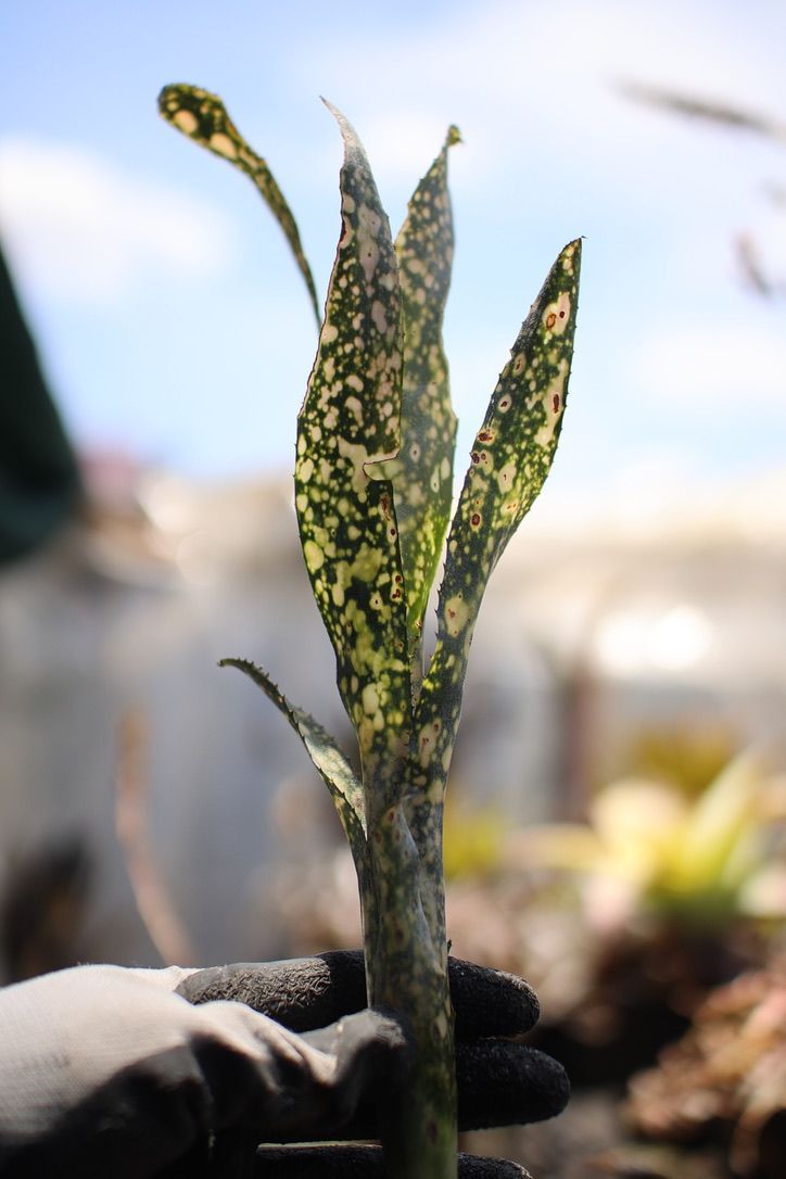 Billbergia 'Ivory Tower' - メルカリ