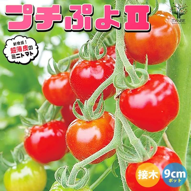 品種で選べる野菜苗