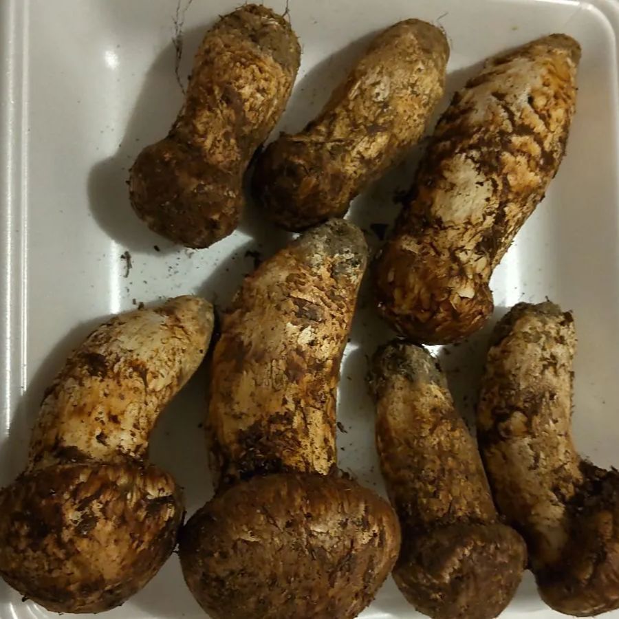 岩手県岩手郡岩手町産天然松茸およそ300g 岩手県岩手郡岩手