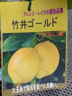 レモン 竹井ゴールドレモン☆選抜品種 薄皮で水分が多い品種 - メルカリ