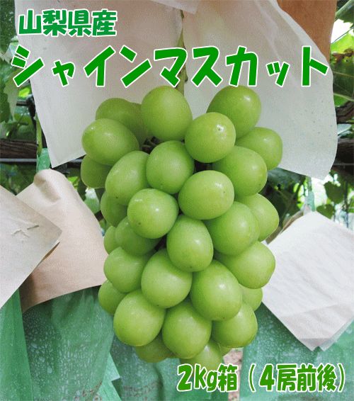 【シャインマスカット】緑の種なしぶどう２ｋｇ箱（３房前後）８月下旬～９月上旬発送