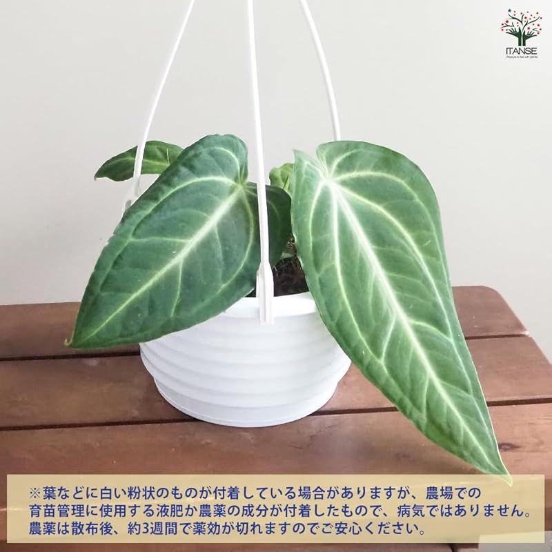 ＩＴＡＮＳＥ アンスリウム ヴィレナオルム 5号吊り鉢 1個売り 品種で選べる観葉植物 学名 Anthurium villenaorum 南米原産の原種系アンスリウム 成熟すると30cm以上にもなる縦長の大きな葉と 1.5～2mにも達する高さが特徴 WWW_GEBZETESISAT_COM_TR
