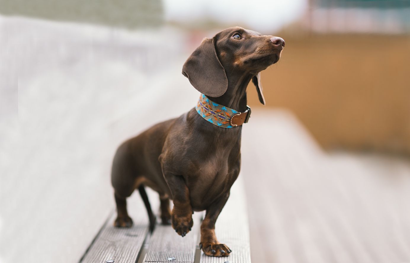 Qmultiペット商品スペイン製 高級犬用首輪とリードセット　etna Green（小型犬　中型犬）