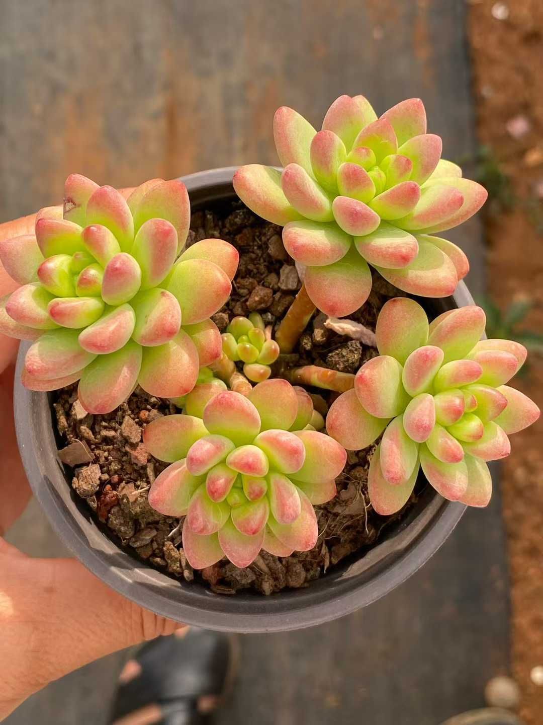 LX26×35 ゲツガワン 抜き苗 多肉植物 アエオニウム エケベリア
