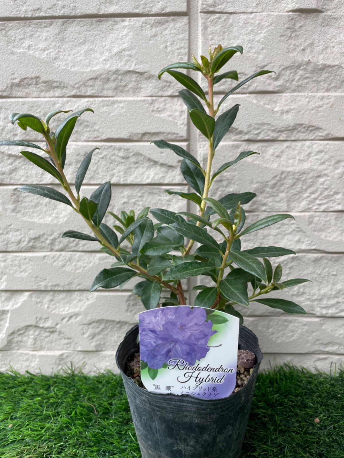 大人気定番商品 新品 未使用 ツツジ 黒潮 4号挿し木苗 植物 観葉植物 Www Afdservex Es Www Afdservex Es 大人気定番商品 新品 未使用 ツツジ 黒潮 4号挿し木苗 植物 観葉植物 Www Afdservex Es Www Afdservex Es