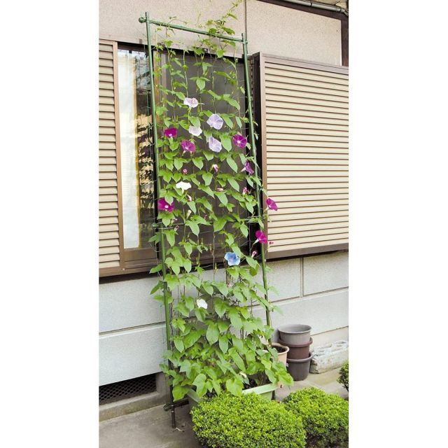 DAIM 第一ビニール 緑のカーテン 立掛タイプ 幅80cm×高さ2.4m 6個セット 園芸支柱 家庭菜園 グリーンカーテン へちま 朝顔 きゅうり