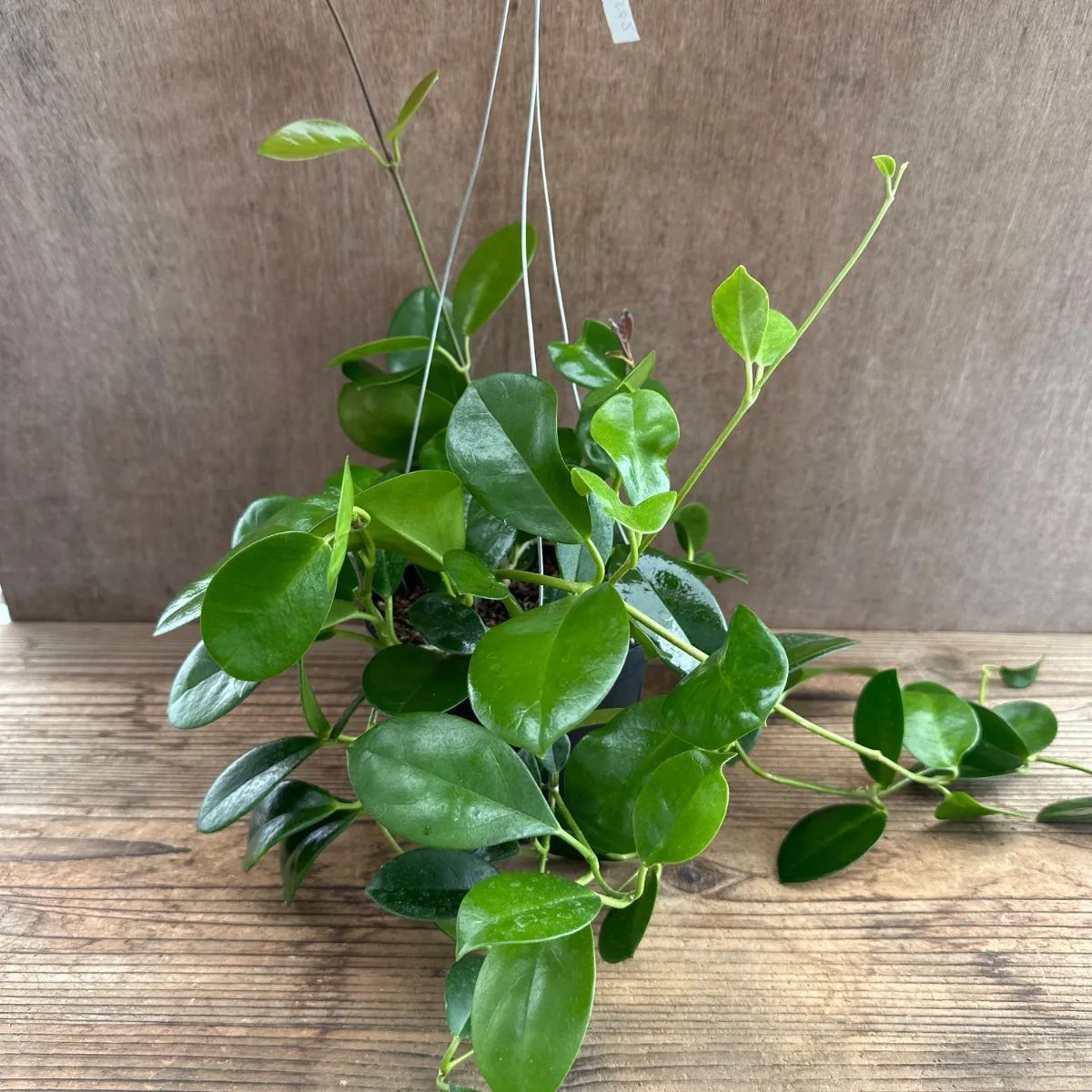 ホヤ オーストラリス ② 現品 Hoya australis lisa サクララン