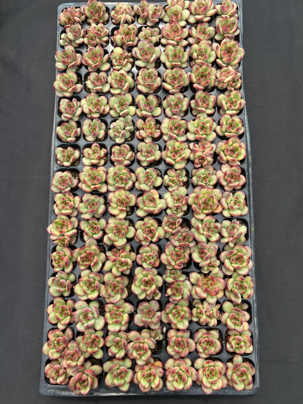 新発売 C6003 TM 105苗セット 土と根付き 多肉植物 エケベリア