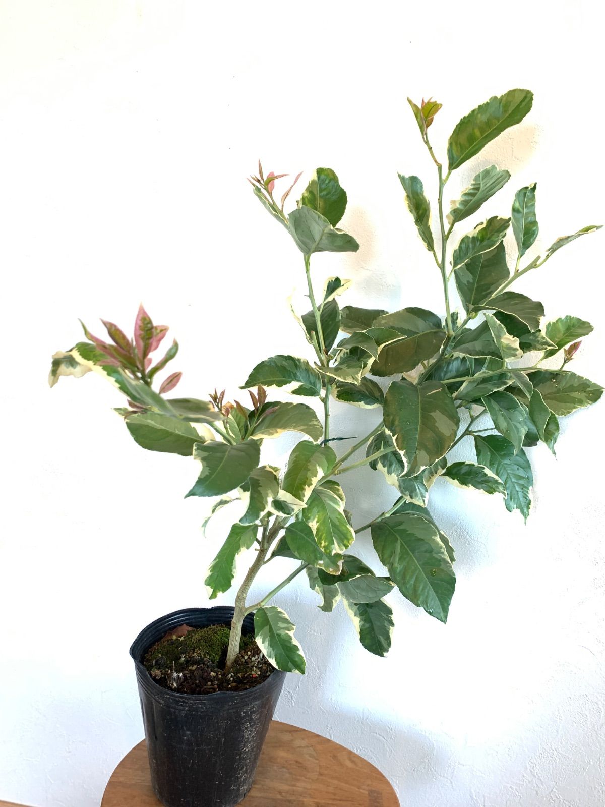 斑入りレモンの木 ピンクレモネード ① 大苗 苗 苗木 果肉はピンクで種