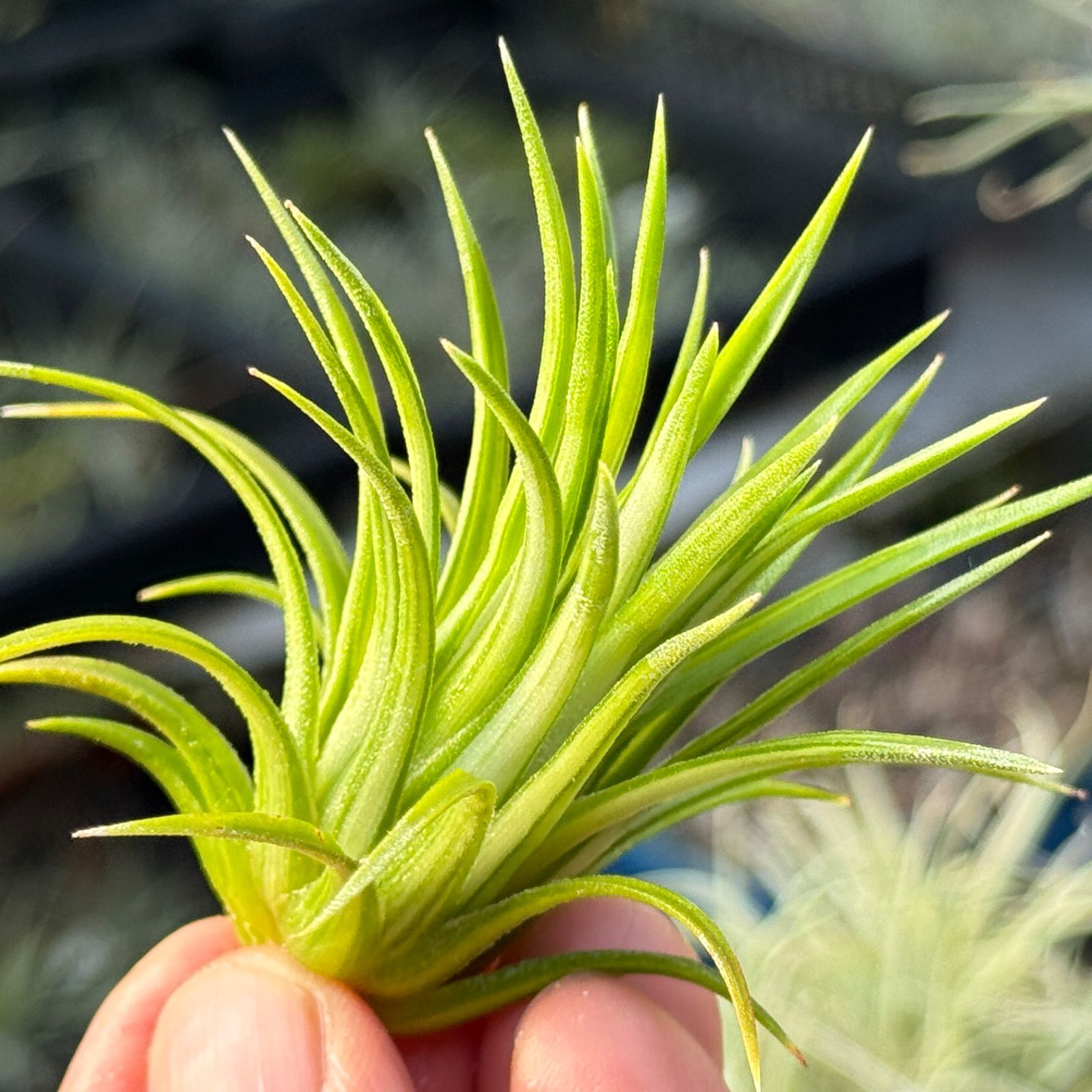 綺麗な斑入＊ ホワイト率多め＊ 特大＊ チランジア イオナンタ