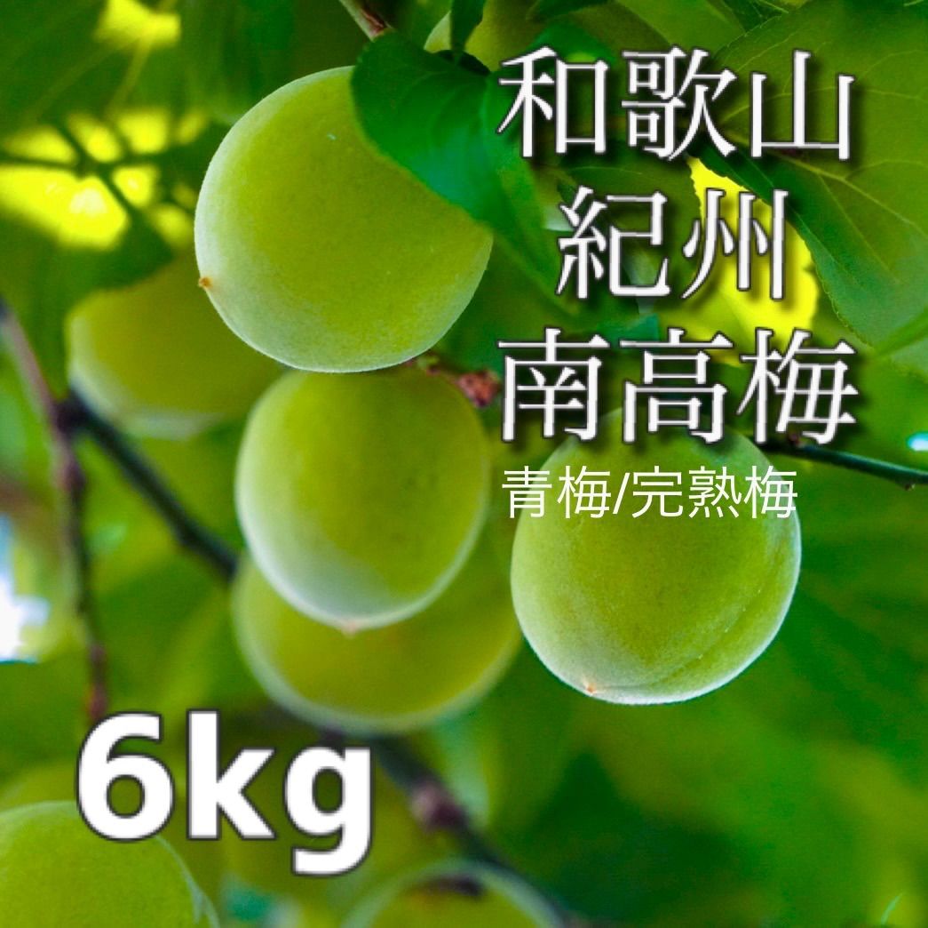 【家庭用】南高梅 6kg 大粒 青梅/完熟梅 和歌山 紀州南高梅