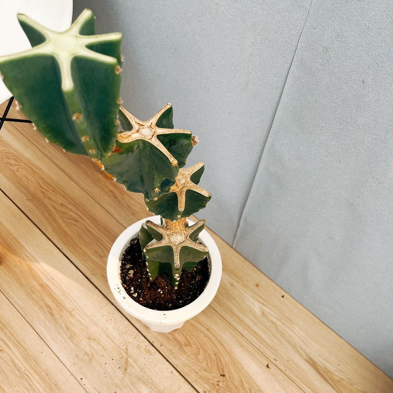 現品］♡かわいい♡ G 柱サボテン 鬼面角 ブランチ 7号 観葉植物