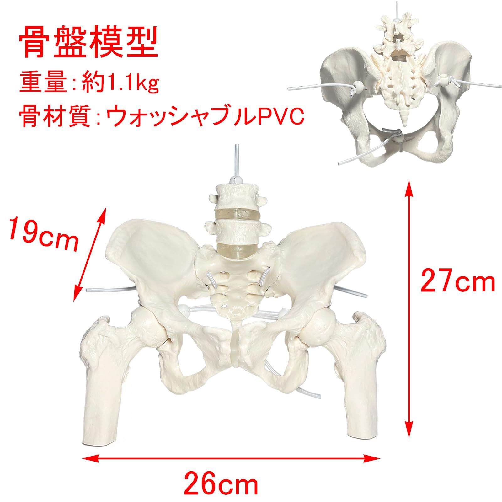 可動骨格モデル 仙腸関節と恥骨結合部が動く女性骨盤模型