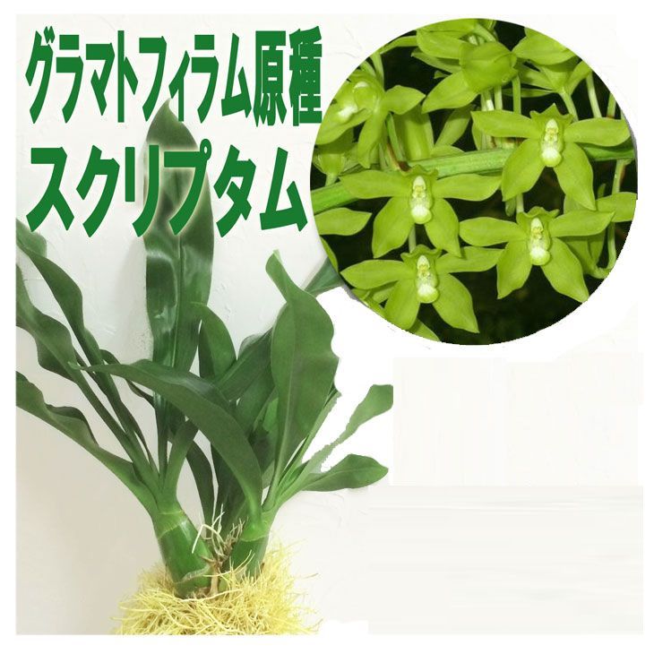 今なら花芽付き『「グラマトフィラム」原種スプリクタム