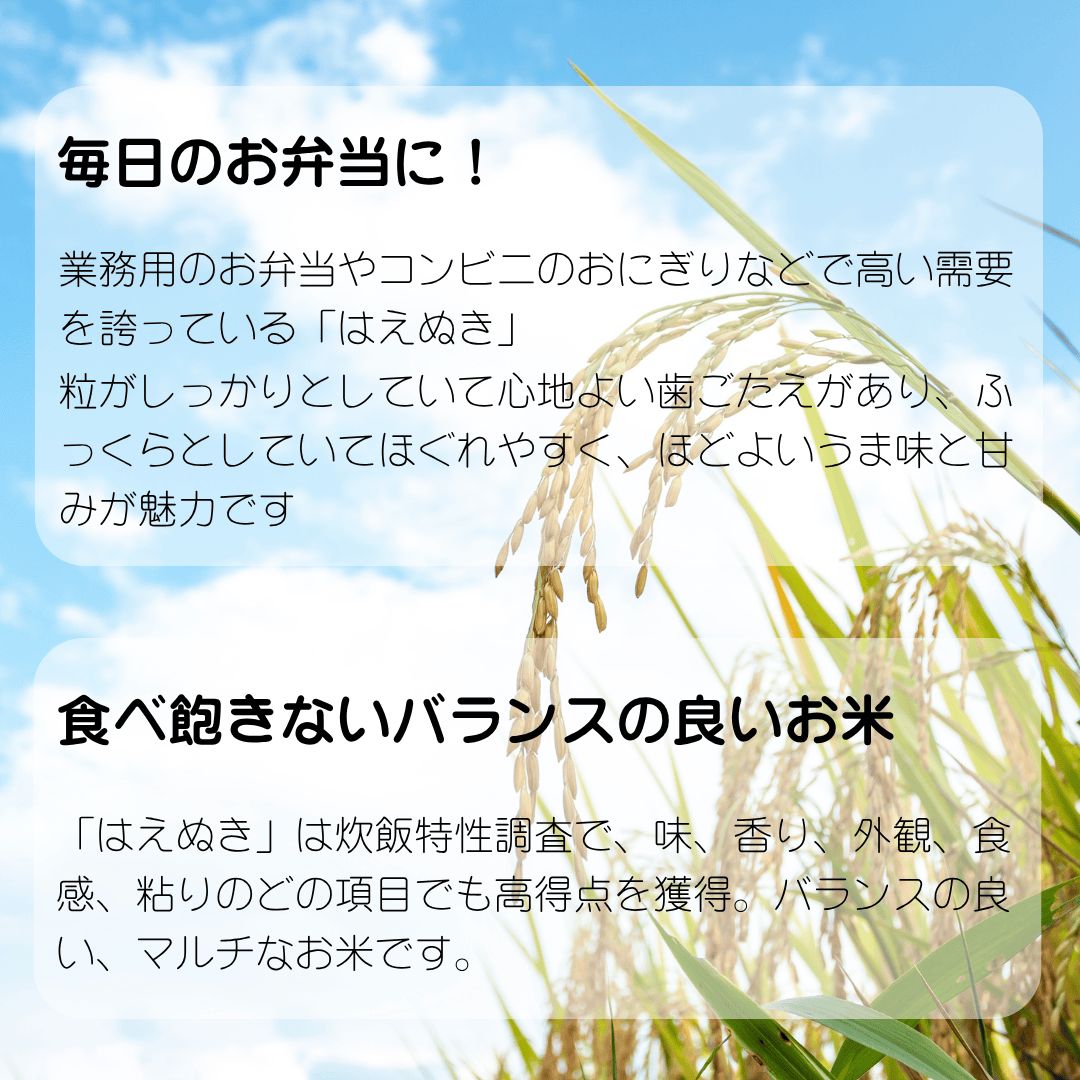 はえぬき 米 5kg 令和7年 山形県 精米 5kg （5kg×1袋） 爆買 送料無料 
