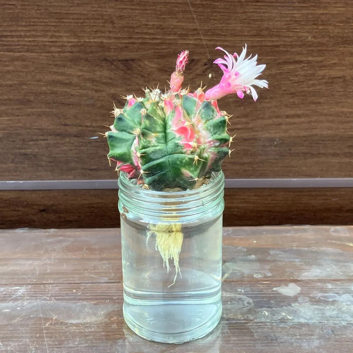 花咲き】⑥ ギムノカリキウム ミハノビッチ 緋牡丹錦 現品発送