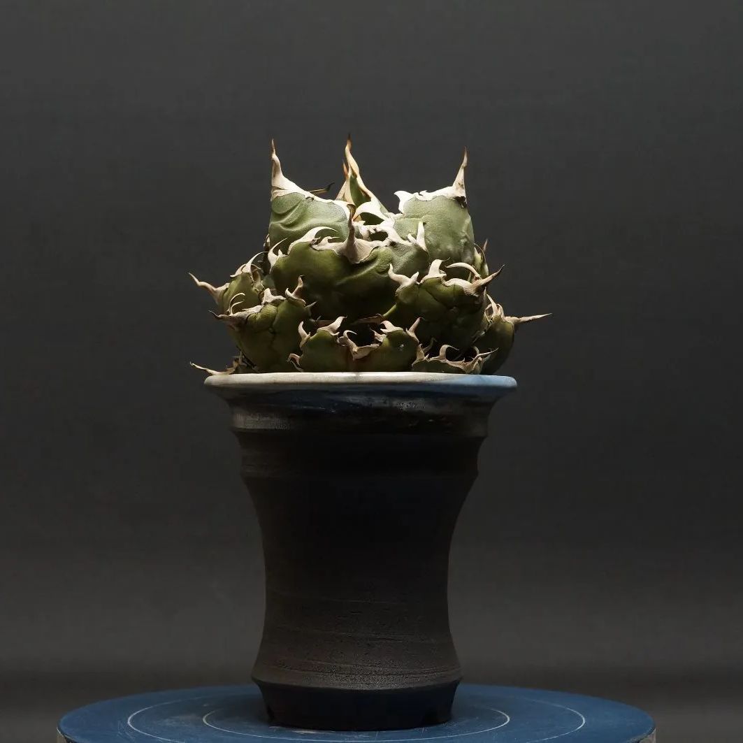 agave titanota アガベ チタノタ 白鯨 管理2250