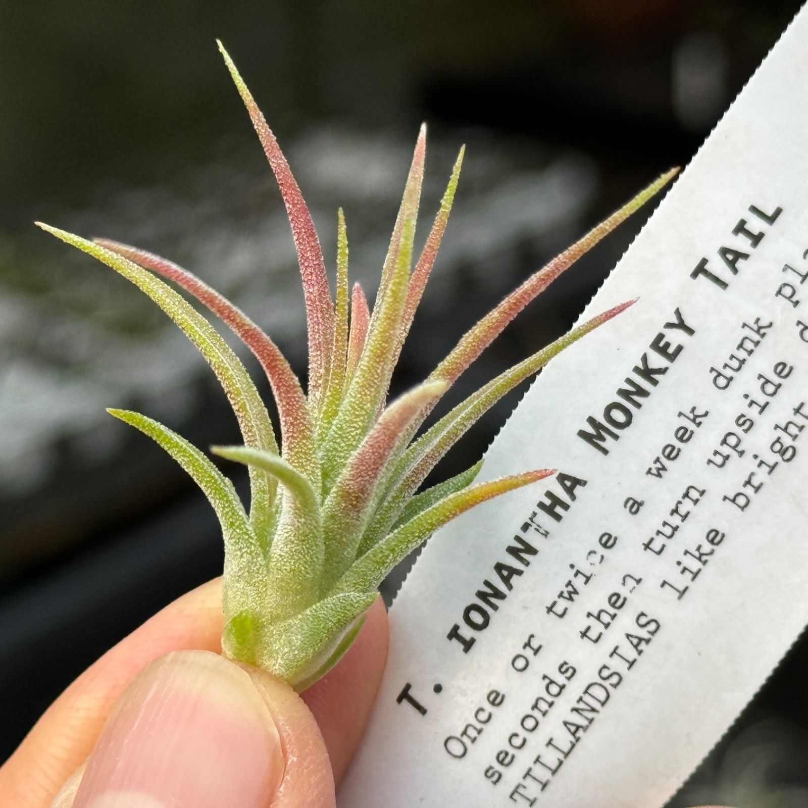 チランジア イオナンタ モンキーテール エアプランツ ionantha チランジア イオナンタ モンキーテール エアプランツ ionantha