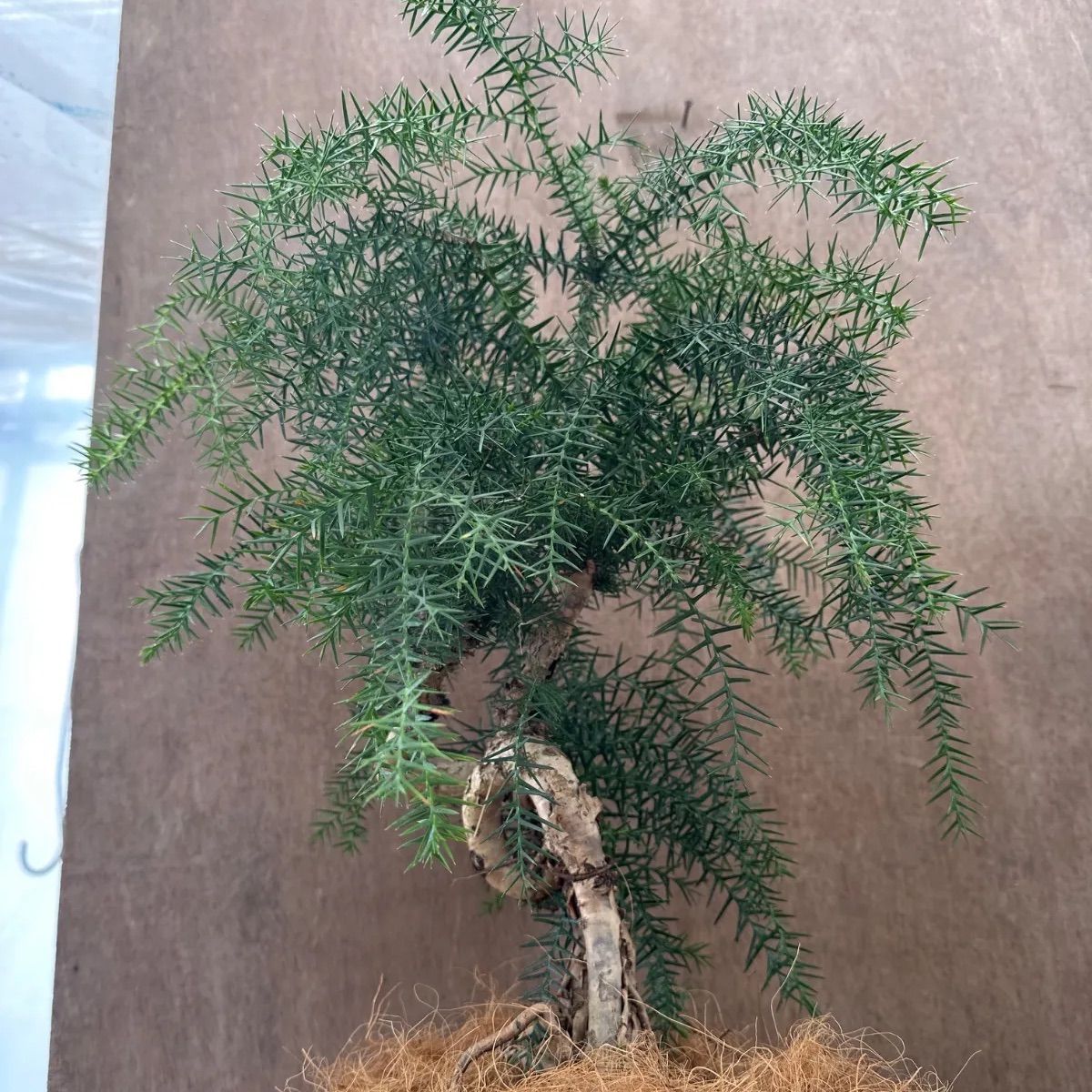 アロカリア① 8号 観葉植物 観葉 植物 黄金昇り竜 シマナンヨウスギ