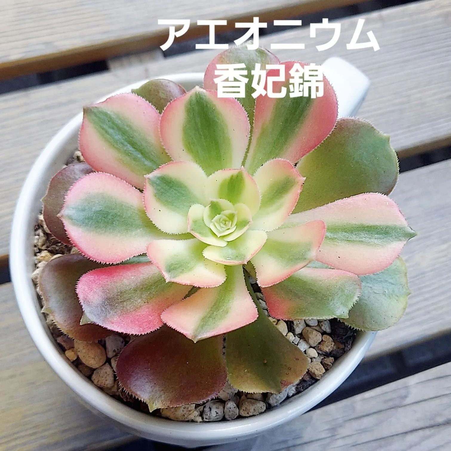 香妃❤️アエオニウム 多肉植物 カット苗 寄植え 明るく