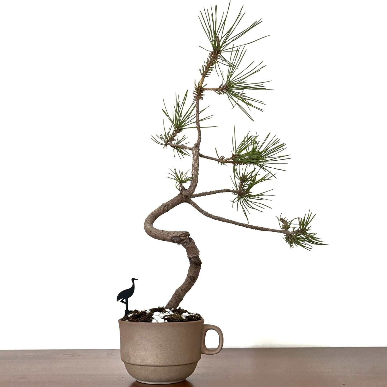 赤松 盆栽 小品盆栽 半懸崖 紀州真柏 半懸崖 小品 盆栽 黒松赤松五葉松