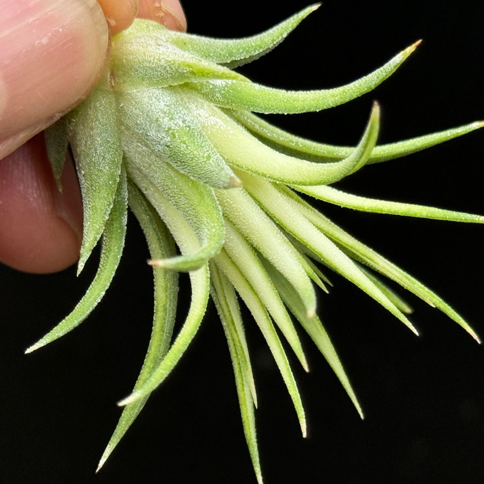 チランジア イオナンタ アルボマルギナータ(アルボマージナータ) Tillandsia ionantha  Albomarginata＊エアプランツ＠フラワーショップ江口 - メルカリ